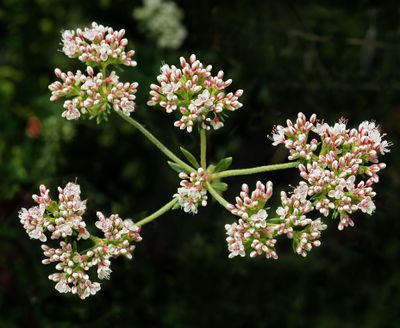 California Buckwheat, Eriogonum fasciculatum