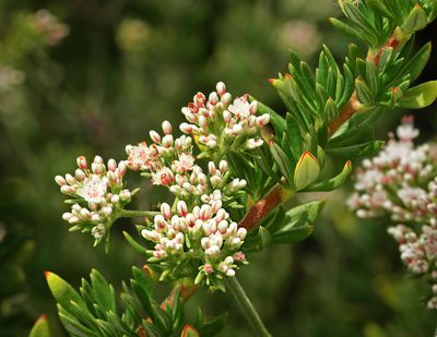California Buckwheat, Eriogonum fasciculatum