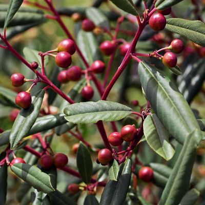 Rhamnaceae: Ceanothus, Redberry, Coffeeberry