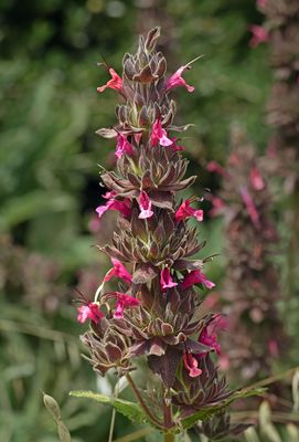 Hummingbird Sage, Salvia spathacea