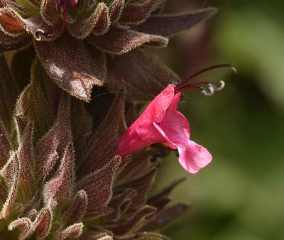 Hummingbird Sage, Salvia spathacea