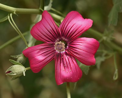Malvaceae: Sidalcea, Lavatera, etc