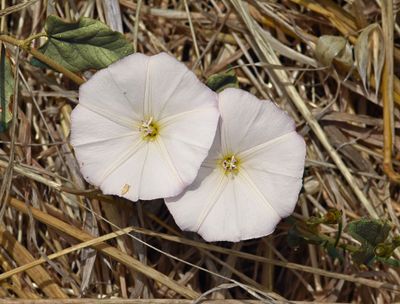 Morning Glory, Calystegia sp