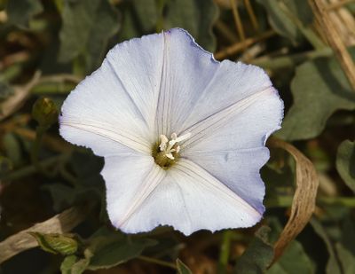 Morning Glory, Calystegia sp