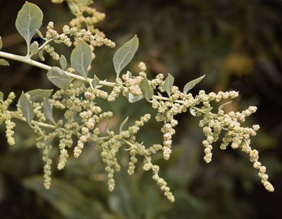 More Native Plants of Ulistac