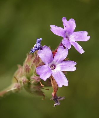 Verbenaceae: Vervain, Verbena