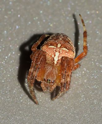 Cross Spider, Araneus diadematus