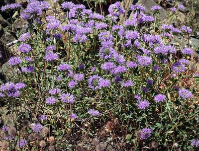 Coyote Mint, Monardella villosa