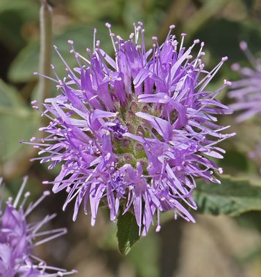Coyote Mint, Monardella villosa