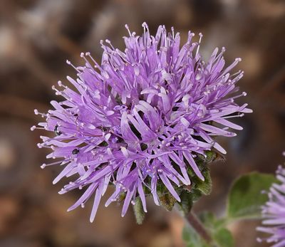 Coyote Mint, Monardella villosa