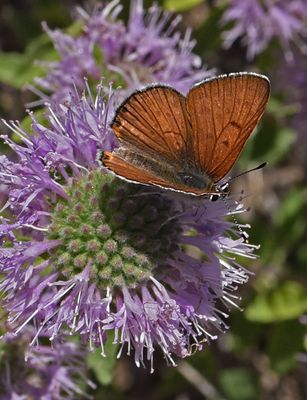 Lycaenidae: Coppers and Hairstreaks