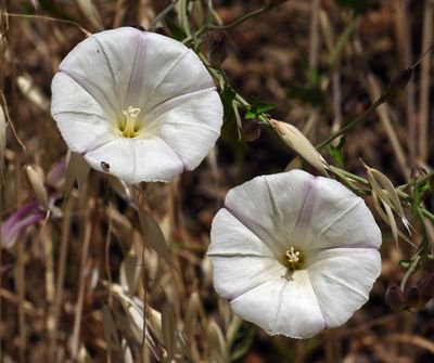 Convolvulaceae: Morning-Glory Family