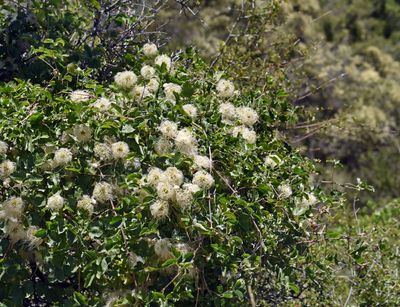 Pipestem Clematis, Clematis lasiantha
