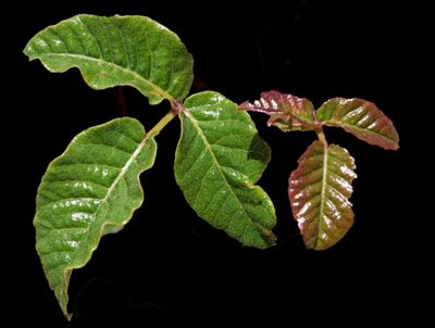 Anacardiaceae: Rhus, Toxicondendron