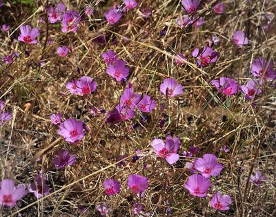 Onagraceae: Sun Cups, Clarkias, Fireweeds, Fuschia, Water Weed