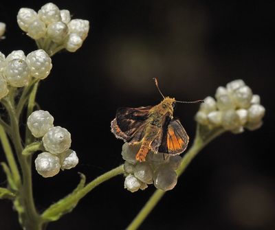 Rural Skipper, Cudweed 1869.JPG