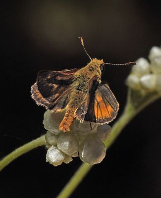 Hesperiidae: Grass Skippers