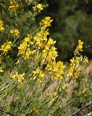 Scotch Broom, Cytisus scoparius