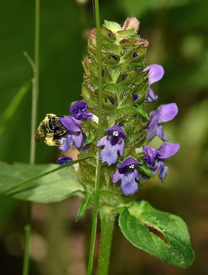 bee 1931.JPG