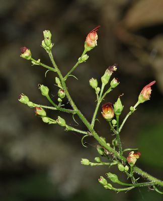 Scrophulariaceae: Cordylanthus, Scrophularia, Verbascum