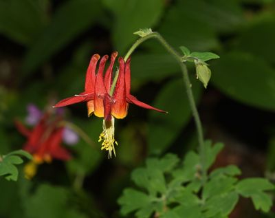 Crimson Columbine, Aquilegia formosa