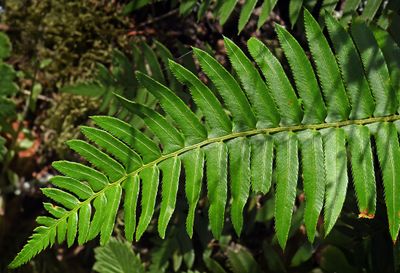 fern sp1 1910.JPG