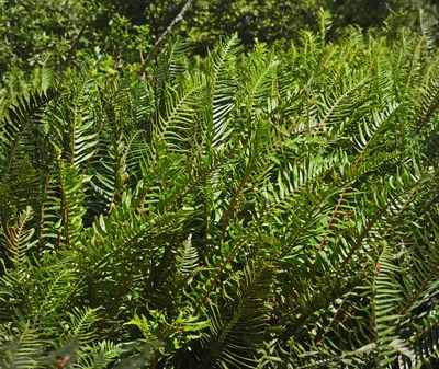 fern sp1 1923.JPG