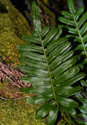fern sp2 1912.JPG