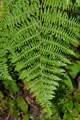 Ferns & Horsetails: Phylum Pteridophyta