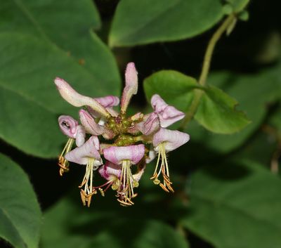 Caprifoliaceae: Honeysuckle, Snowberry