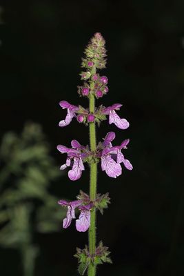 Rigid Hedge Nettle, Stachys ajugoides