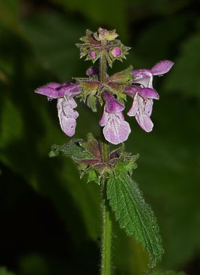 Rigid Hedge Nettle, Stachys ajugoides