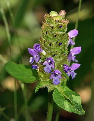 Self Heal, Prunella vulgaris