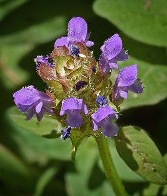Self Heal, Prunella vulgaris