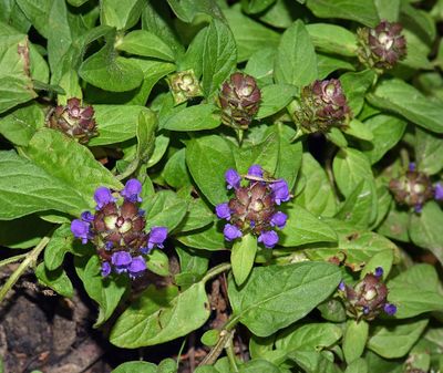 Self Heal, Prunella vulgaris