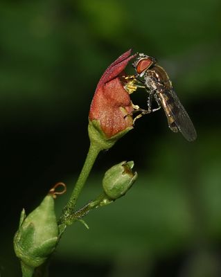 Western Forest Sedgesitter, Platycheirus trichopus