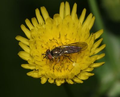 Western Forest Sedgesitter, Platycheirus trichopus