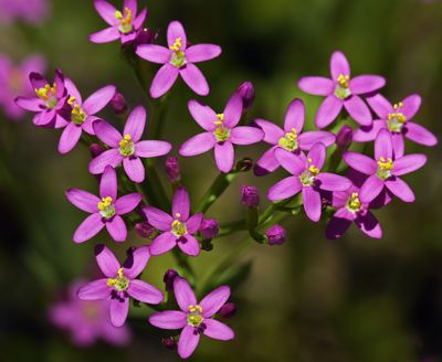 Gentianaceae: Gentians, Centaury