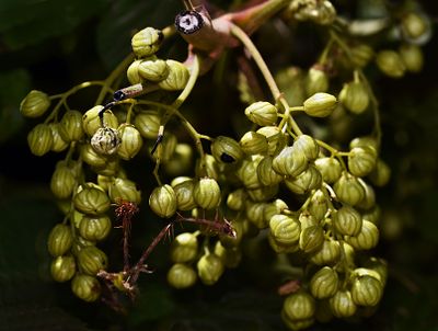 Anacardiaceae: Rhus, Toxicondendron