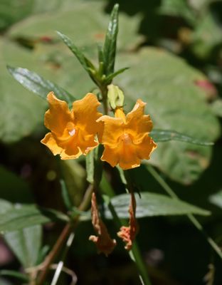 Phrymaceae: Mimulus