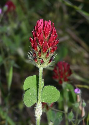 Crimson Clover, Trifolium incarnatum