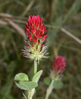 Crimson Clover, Trifolium incarnatum