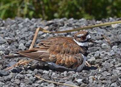 Killdeer on nest