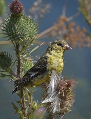 Lesser Goldfinch, Bull Thistle