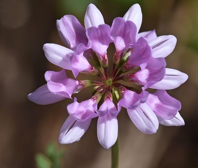 Purple Crownvetch, Securigera varia