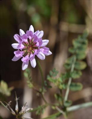 Purple Crownvetch, Securigera varia
