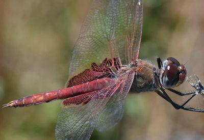 Red Saddlebags, Tramea onusta, male