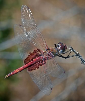 Saddlebags