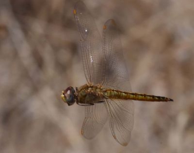 Wandering Glider, Pantala flavescens
