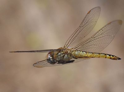 Gliders
